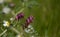 Flora of Gran Canaria -  Vicia villosa, fodder vetch