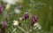 Flora of Gran Canaria -  Vicia villosa, fodder vetch