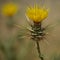 Flora of Gran Canaria -  yellow Centaurea melitensis, Maltese star-thistle