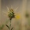 Flora of Gran Canaria -  yellow Centaurea melitensis, Maltese star-thistle