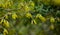 Flora of Gran Canaria -  yellow flowers of Anagyris latifolia, oro de risco or cliff gold, legume endemic to Canary Islands