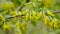 Flora of Gran Canaria -  yellow flowers of Anagyris latifolia, oro de risco or cliff gold, legume endemic to Canary Islands