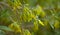 Flora of Gran Canaria -  yellow flowers of Anagyris latifolia, oro de risco or cliff gold, legume endemic to Canary Islands