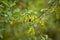 Flora of Gran Canaria -  yellow flowers of Anagyris latifolia, oro de risco or cliff gold, legume endemic to Canary Islands