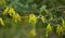 Flora of Gran Canaria -  yellow flowers of Anagyris latifolia, oro de risco or cliff gold, legume endemic to Canary Islands