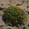 Flora of Gran Canaria -  yellow flowers of Lotus tenellus