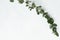 Flora greenery exotic plant eucalyptus twig decor