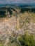 Flora on the Hugh Norris Trail, Saguaro National Park, Arizona