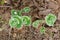 Flora of Kamchatka Peninsula: a close up of branch of tiny creeping arctic willow (Salix arctica), top view