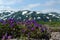 Flora of Kamchatka Peninsula: a close up of purple flowers of Locoweed (Oxytropis revoluta)