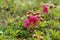 Flora of Kamchatka Peninsula: a close up of Rhododendron camtschaticum. This is a extremely rare dwarf deciduous shrub