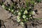 Flora of Kamchatka Peninsula: a close up of tiny flowers of saxifrage (Saxifraga merkii), top view