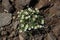 Flora of Kamchatka Peninsula: a close up of tiny white flowers of saxifrage (Saxifraga / Micranthes merkii), growing