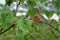 Flora of Kamchatka Peninsula: the last year`s empty mature cones and new spring leaves of green alder Alnus alnobetula