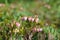 Flora of Kamchatka Peninsula: a tiny pink flowers of Phyllodoce Caerulea (blue heath, purple mountain heather)