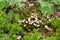 Flora of Kamchatka Peninsula: a tiny pink flowers of Phyllodoce Caerulea (blue heath, purple mountain heather)