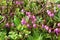 Flora of Kamchatka Peninsula: a tiny pink flowers of Phyllodoce Caerulea (blue heath, purple mountain heather)