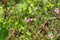 Flora of Kamchatka Peninsula: a tiny pink flowers of Phyllodoce Caerulea blue heath, purple mountain heather