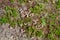 Flora of Kamchatka Peninsula: tiny pink flowers of Phyllodoce Caerulea blue heath, purple mountain heather or blue mountainheath