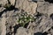 Flora of Kamchatka Peninsula: tiny white flowers of saxifrage (Saxifraga merkii)