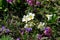 Flora of Kamchatka Peninsula: white flowers of pincushion plant Diapensia lapponica subsp. obovata in area of Gorely volcano