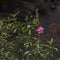 Flora of la Palma - flowering Cistus, rockrose from pink flowering clade