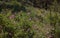 Flora of la Palma - flowering Cistus, rockrose from pink flowering clade