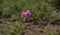 Flora of la Palma - flowering Cistus, rockrose from pink flowering clade