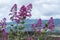 Flora of Mount Etna volcano, blossom of pink Centranthus ruber Valerian or Red valerian, popular garden plant with ornamental