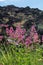 Flora of Mount Etna volcano, blossom of pink Centranthus ruber Valerian or Red valerian, popular garden plant with ornamental