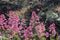 Flora of Mount Etna volcano, blossom of pink Centranthus ruber Valerian or Red valerian, popular garden plant with ornamental