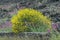 Flora of Mount Etna volcano, blossom of pink Centranthus ruber Valerian or Red valerian and yellow Genista aetnensis, popular