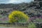Flora of Mount Etna volcano, blossom of pink Centranthus ruber Valerian or Red valerian and yellow Genista aetnensis, popular