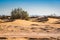 Flora in Sahara desert in Erg Chigaga between sand dunes