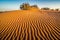 Flora in Sahara desert in Erg Chigaga between sand dunes