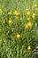 Flora and springtime - beautiful meadow with buttercups and grass, outdoors