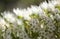 Flora of Tenerife -  Echium simplex, white flowers of bugloss endemic to the island