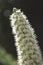 Flora of Tenerife -  Echium simplex, white flowers of bugloss endemic to the island