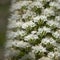 Flora of Tenerife -  Echium simplex, white flowers of bugloss endemic to the island