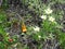 Flora in Torres del Paine National Park, southern Patagonia, Chile