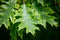 Flora Trees Oak Green Leaf Summer Fresh Rigid Patterns Veins