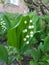 Flora of Ukraine. Beautiful flower Lily of the valley. Juicy green foliage and gently white, small flowers, located on one stem.
