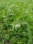 Flora of Ukraine. Green, juicy grass with gently white, small flowers.
