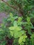Flora of Ukraine. Green leaves of a bush after a rain. Rain drops are located on the leaves like beads, decorate and nourish the