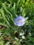 Flora of Ukraine. A small, small flower is light purple with a green center on a thin stem. On the sides are closed flower buds.