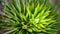 Flora and vegetation in African mountains, giant lobelia deckenii in Rwenzori Mountains