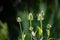 Flora Wildflowers Perennial Bull Thistle Head New Growth