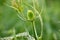 Flora Wildflowers Perennial Bull Thistle Head New Growth