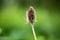 Flora Wildflowers Perennial Bull Thistle Head Old Growth