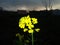 Flora yellow flowers naturally  beautiful